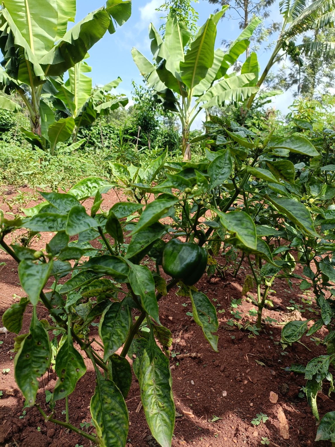 Explore our services